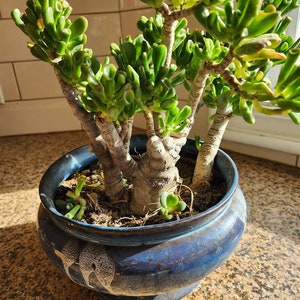 Jade Gollum/ ET Fingers / Shrek Ears/ Pre Bonsai Succulent Plant Diy Succulent image 3