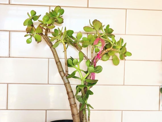 Jade Plant Crassula Ovata: Lucky Money Tree, Easy-care Succulent - Etsy