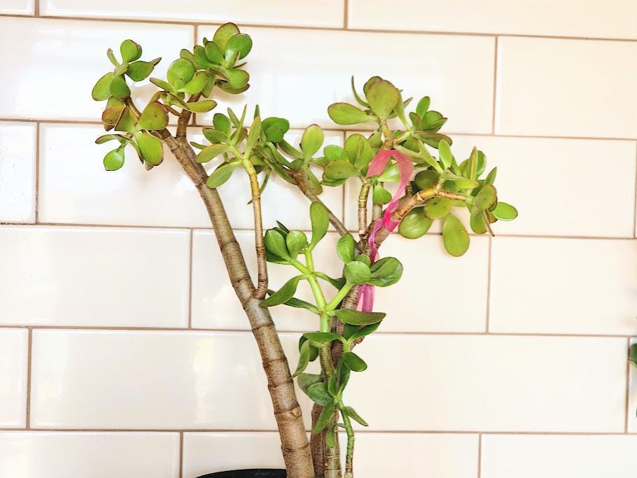 monstera potted plant Monstera Deliciosa - Iconic Tropical Indoor Plant | Small & Large Sizes main image 1