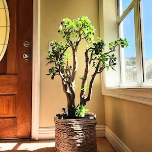 Extra Large Jade Plant 50" Old Crassula Ovata, Thick Trunk Specimen