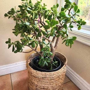 Extra Large 35" Jade Crassula Ovata Live Plant Soil Pot
