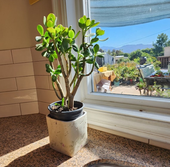 cebu blue pothos fenestrations Epipremnum 'Cebu Blue' Pothos main image 0