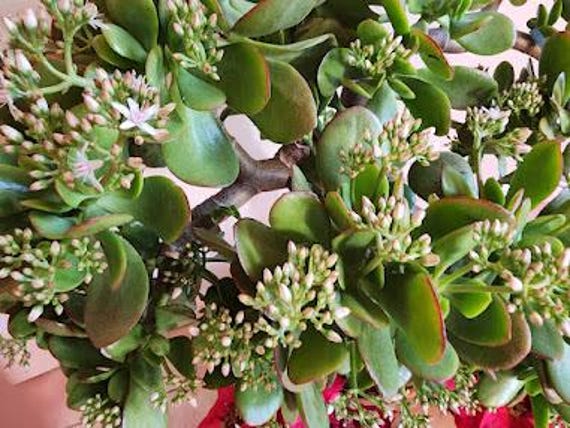 Large 'Crosby's Compact' Jade Plant - Live Succulent, Pre-Bonsai, Fast Growing