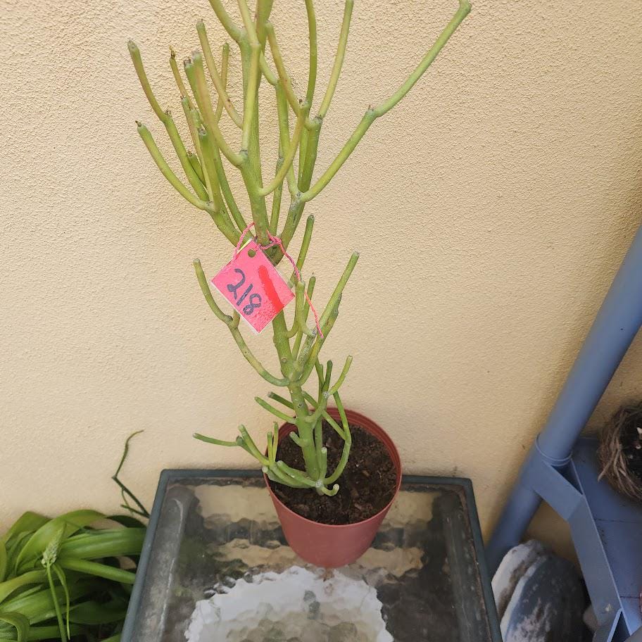 Pencil Cactus (euphorbia Tirucalli): Firestick Plant, Easy-care Succulent -  Etsy