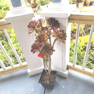 garden hand trowel Hand Trowel