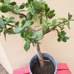 May include: A jade plant in a blue pot. The plant has thick, oval-shaped green leaves and brown branches. The pot sits on a red surface against a beige wall. The plant is a Crassula ovata, a popular houseplant.