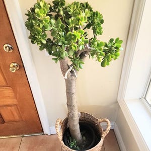 50 Year Old Jade Plant - Etsy