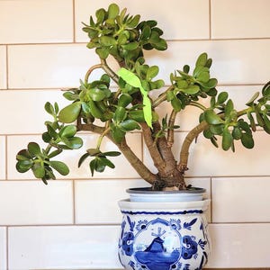 money tree pet safe Money Tree (Pachira aquatica) – Wild Lark