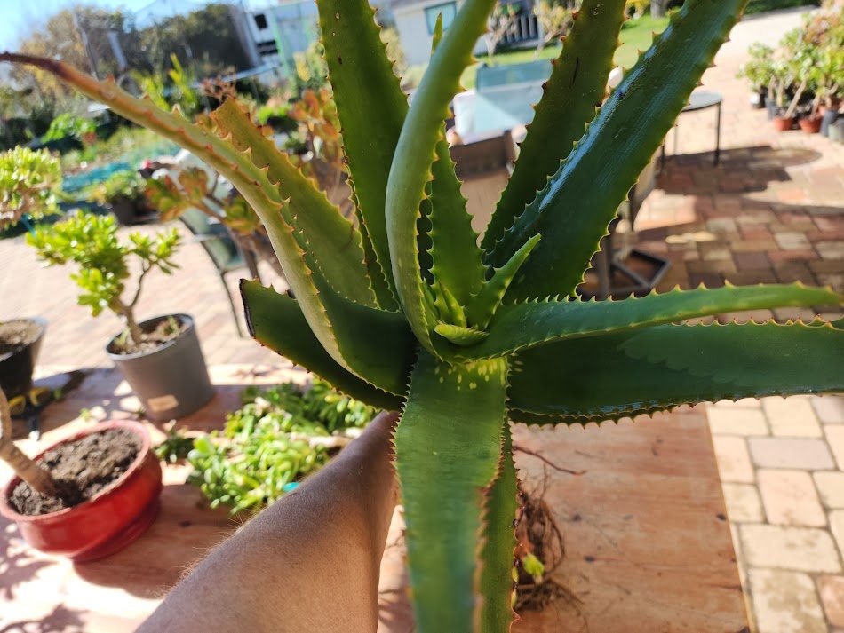 Large Organic Aloe Vera Plant With Pups: Easy-care Healing Succulent - Etsy