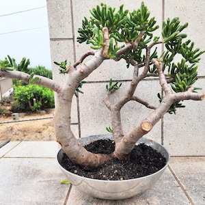 May include: A Crassula ovata Gollum succulent plant with thick, light brown woody stems and clusters of tubular, bright green leaves. The plant is potted in a round, metallic silver bowl filled with dark, moist potting soil.