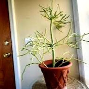 Pencil Cactus (Euphorbia Tirucalli): Firestick Plant, Easy-Care Succulent