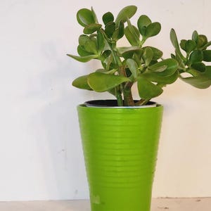 May include: A jade plant in a bright green, ribbed plastic pot. The plant has thick, rounded, green leaves and a brown stem. The pot is cylindrical and sits against a white background. The plant is a houseplant.