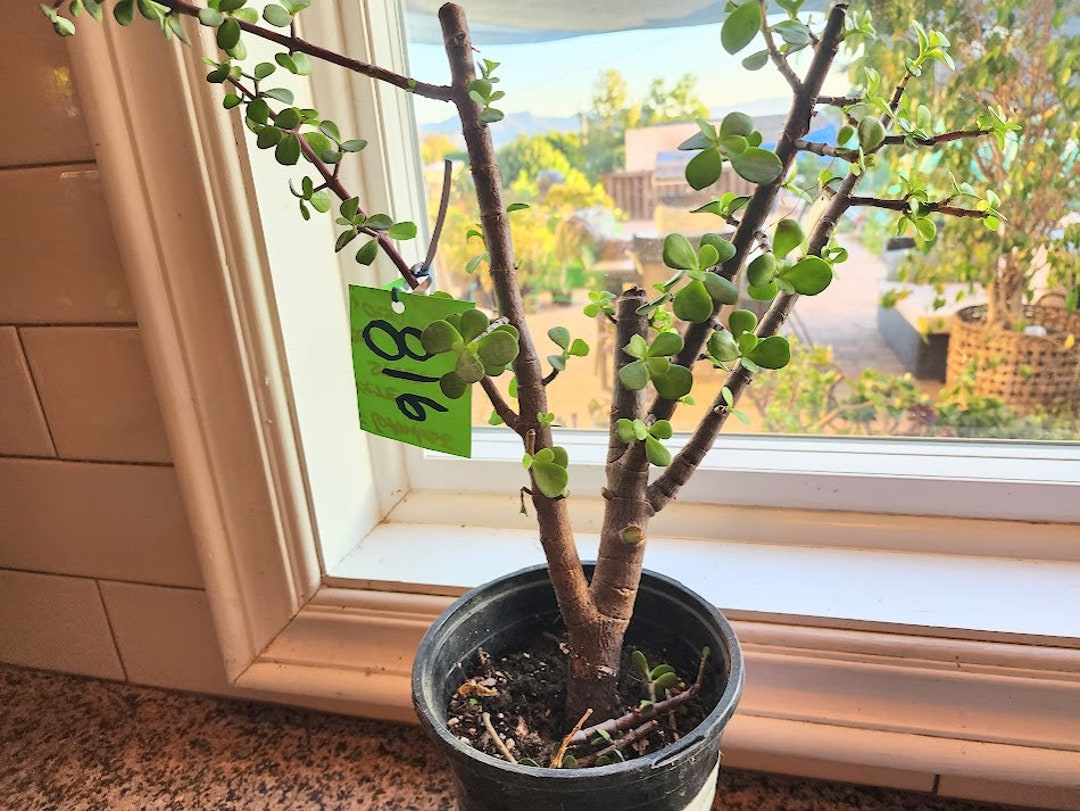 Jade Pre Bonsai Elephant Bush/tree Portalacaria Afra Live Pre Etsy