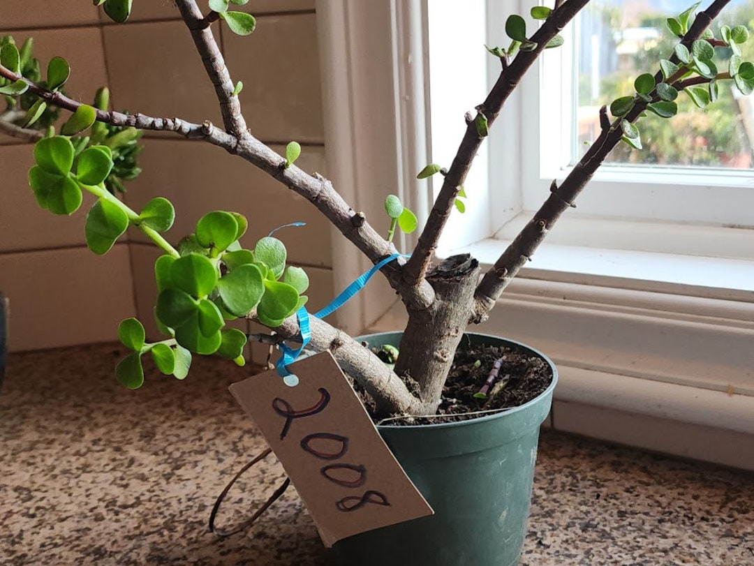 Jade Pre Bonsai Elephant Bush Portalacaria Afra Succulent Plant DIY