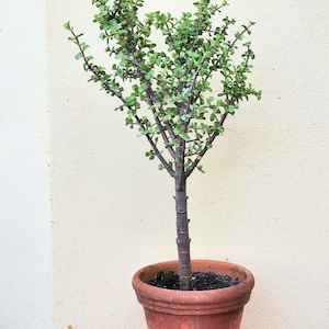 Éléphant de jade, grand arbre succulent de 25 à 35 pouces, purificateur d&#39;air, sans danger pour les animaux de compagnie, plante d&#39;intérieur intérieure et extérieure facile d&#39;entretien, racines nues ou en pot
