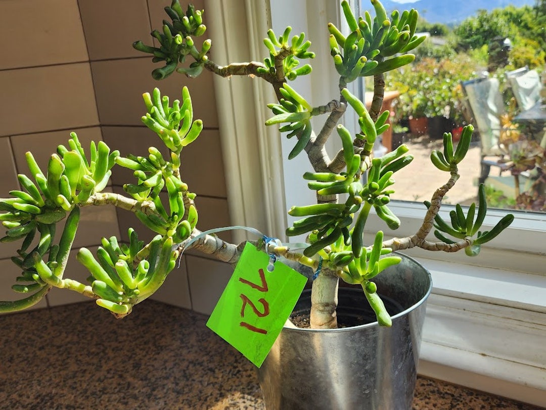 Jade Gollum Tree Pre Bonsai Crassula Ovata Live Succulent Plant Diy Succulent Feng Shui Gift Etsy