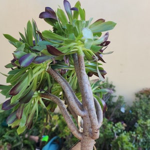 Aeonium Tree arboretum succulent plant tree X large DIY succulent image 3