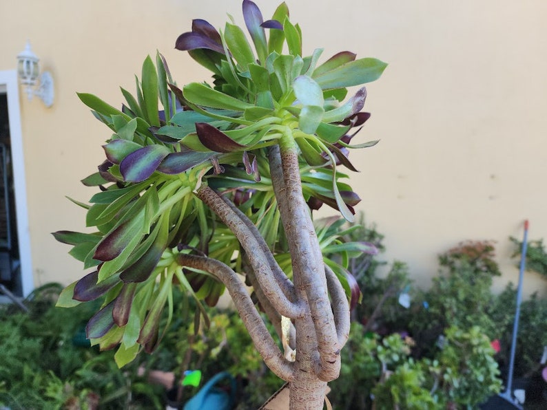 Aeonium Tree arboretum succulent plant tree X large DIY succulent image 3