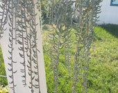 20 Strings of bananas, senecio radicans cuttings clippings trailing hanging planter, balcony. Indoor outdoor 4 quot -12 quot