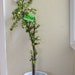 see more listings in the Jade Tree Elephant bush  section