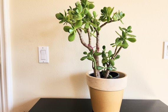 giant jade plant for sale Large Jade Money Plant – Crassula ovata for Sale in South Africa main image 0