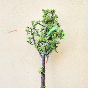 Elephant Bush Tree (Jade Plant) – Portulacaria Afra – Succulent Air Purifier – Edible Leaves – Indoor Outdoor Plant – Soil pot