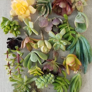 30 Wholesale Large Succulent Cuttings Mixed Varieties for DIY Crafts, Gifts, Weddings, Party Favors, Easy Care Live Plants
