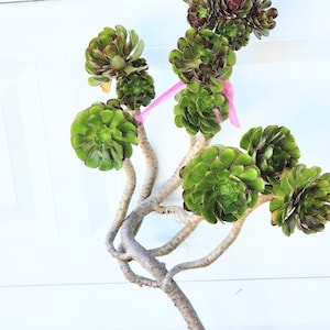 Aeonium Arboreum Purple Succulent Tree, Extra Large Bare Root Plant, Indoor Outdoor, Easy Care, Rare Gift, 30-Year-Old Specimen