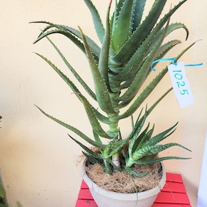 upright elephant ear plant Alocasia