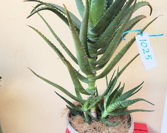 Large Organic Aloe Vera Plant with Pups: Easy-Care Healing Succulent
