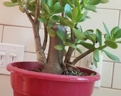 Jade Crassula Ovata money friendship Jade DIY succulent plant feng shui