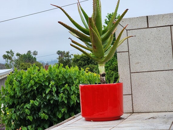 Large Aloe Vera Barbadensis Succulent Plant - Etsy sterreich