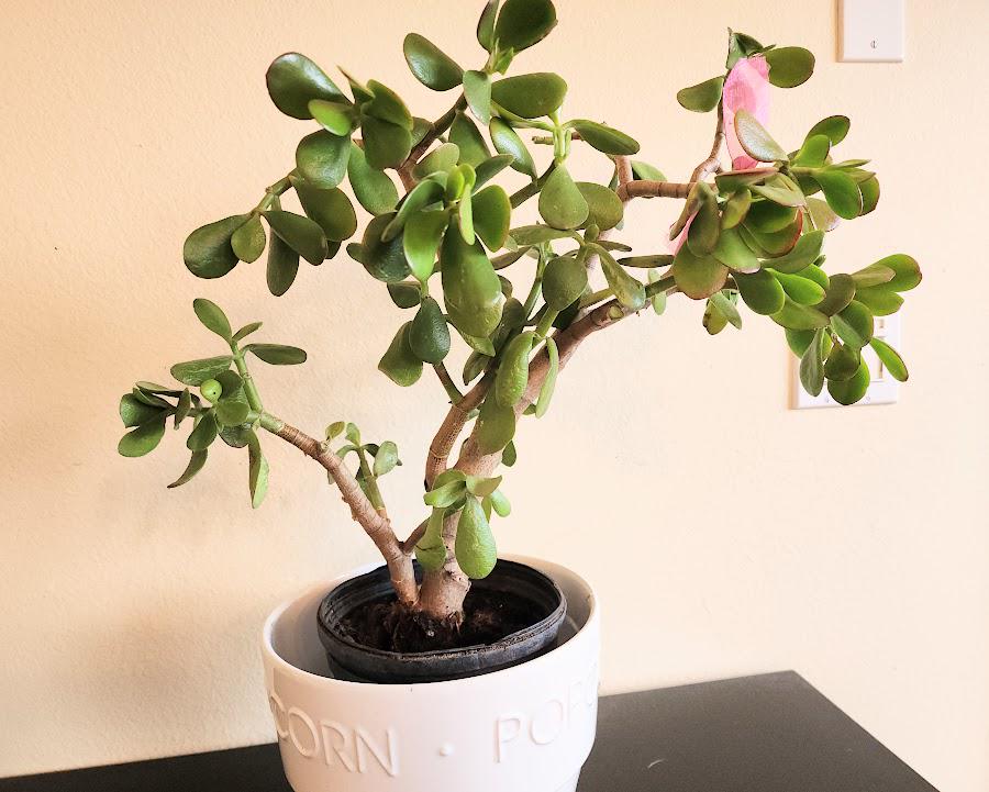 Jade Plant Crassula Ovata: Lucky Money Tree, Easy-care Succulent - Etsy