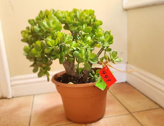 Live Jade Plant: Feng Shui Money Plant, Easy-care Succulent - Etsy Denmark