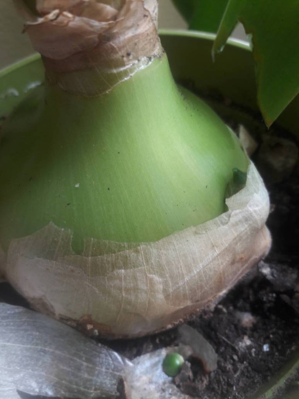 Rare Sea Onion Pregnant Onion 2 Abuca Braceteata Bulb Etsy