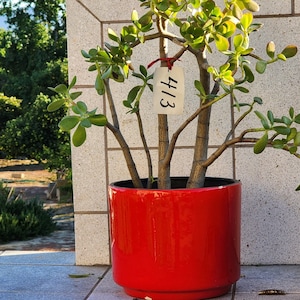 Puede incluir: Una planta de jade en maceta en una maceta de cerámica roja. La planta tiene una etiqueta con el número 413 escrito en ella.