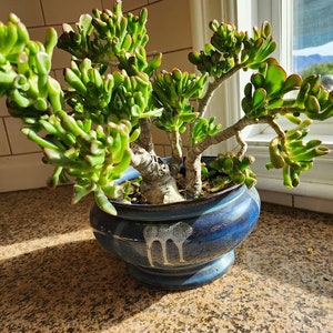 Jade Gollum/ ET Fingers / Shrek Ears/ Pre Bonsai Succulent Plant Diy Succulent image 1