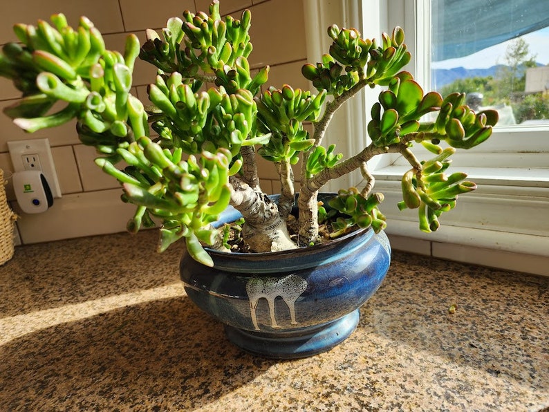 Jade Gollum/ ET Fingers / Shrek Ears/ Pre Bonsai Succulent Plant Diy Succulent image 1