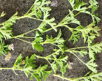 Citronella Plant Natural Mosquito Repellent, Air Freshener