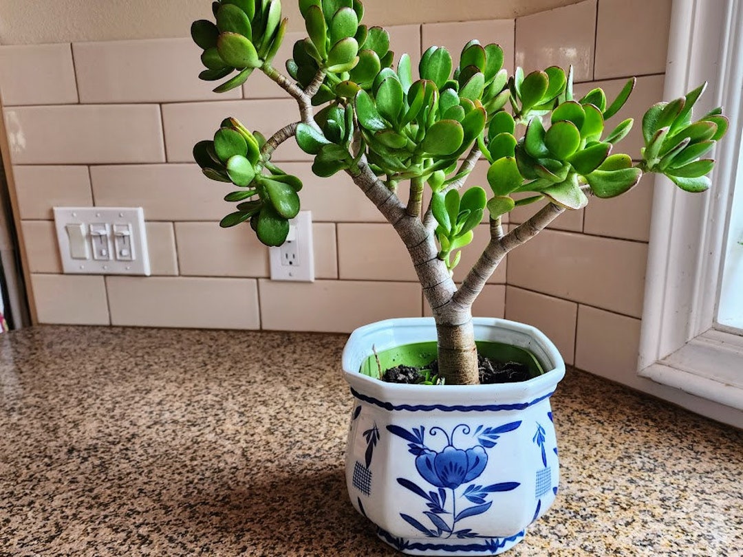 Plante Crassula Ovata - Arbre De Jade En Pot 12cm - Plante Grasse Intérieur Facile D'Entretien