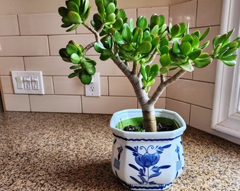 Jade Tree Crassula Ovata Succulent live plant