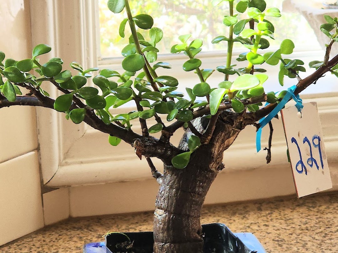 Cork Bark Jade Baby Jade Pre Bonsai Elephant Bush Portalacaria Afra