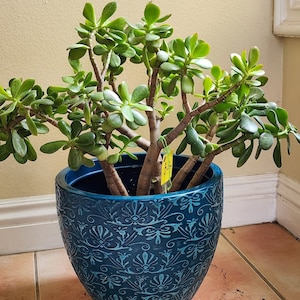 Jade 24" Plant Crassula Ovata Jade/Live Diy Succulent Feng Shui Gift