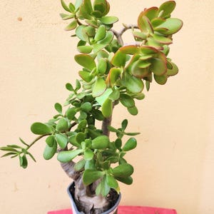 May include: A jade plant with thick, fleshy, oval-shaped green leaves featuring reddish edges. The succulent has a woody, textured stem and branches extending upward from a small plastic container, displaying a natural, multi-stemmed growth pattern.