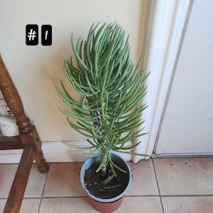 Senecio Vitalis Serpents Tree Cuttings | Easy Care Indoor Outdoor Blue Green Succulent | Drought Tolerant Live Plant