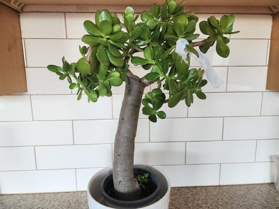 Jade Plant - Crassula Ovata Succulent Houseplant Pot Soil - Etsy