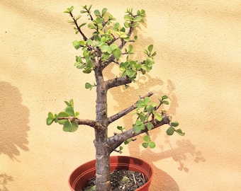 Jade Tree Portalacaria Afra Live Plant 35"