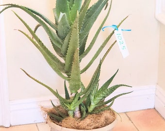 Aloe Vera Medicinal Organic Succulent Plant 30"