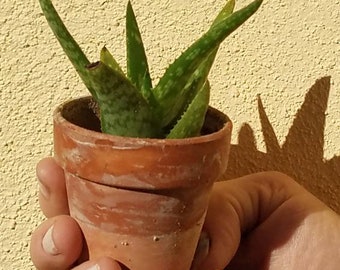 Aloe vera barbadensis  medicinal plant, soil, pot