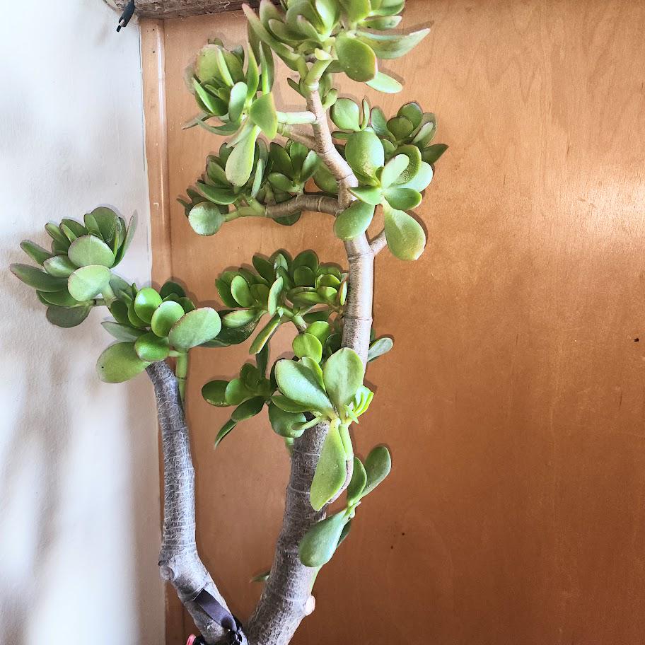 mini rose indoor plant Red Mini Rose  Hey Rooted